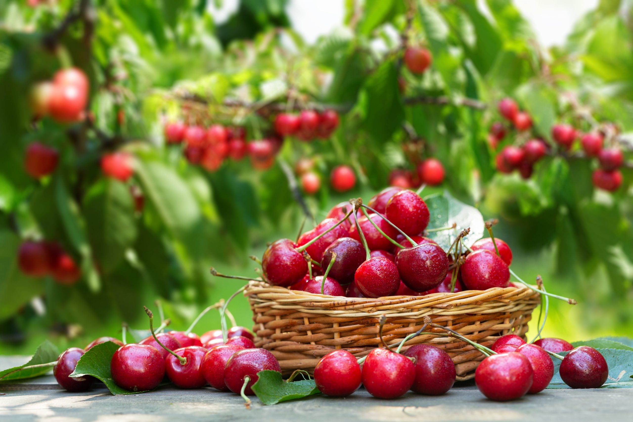 Chile Loses 50% Of Annual Cherry Harvest: Climate Change Hampers Recovery Forecast