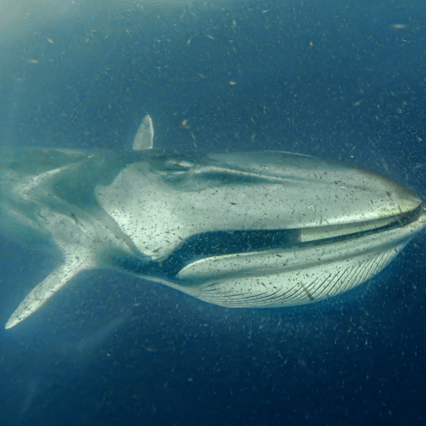 Ballena Fin en Archipiélago de Humboldt en Chile @ César Villarroel/ Greenpeace